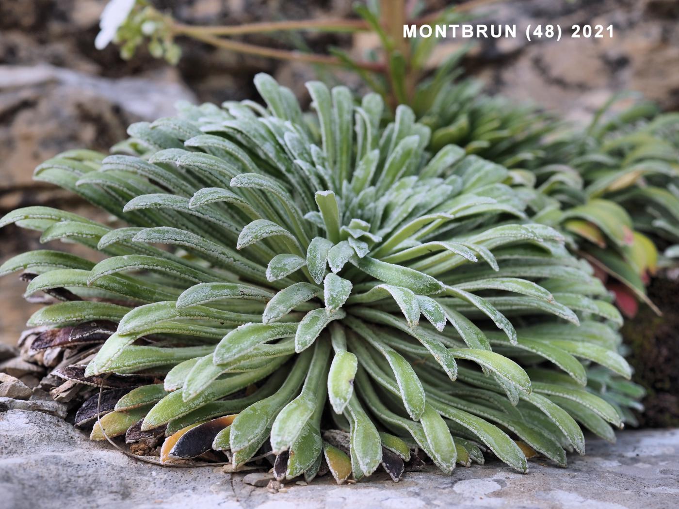 Saxifrage, Pyrenean leaf